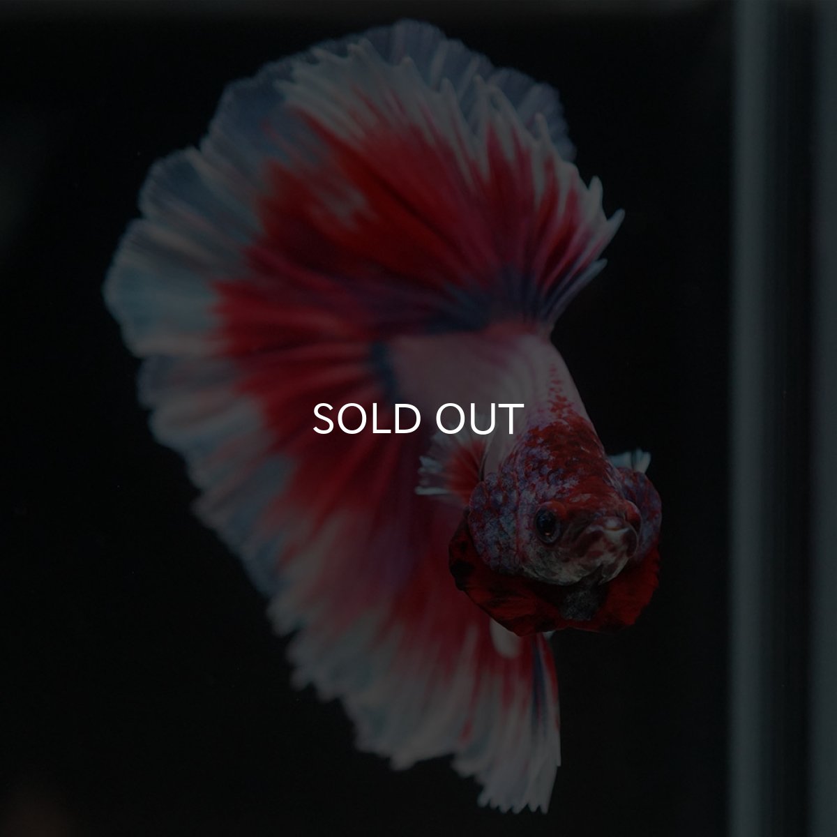 画像4: HM ラベンダーバタフライ (4)