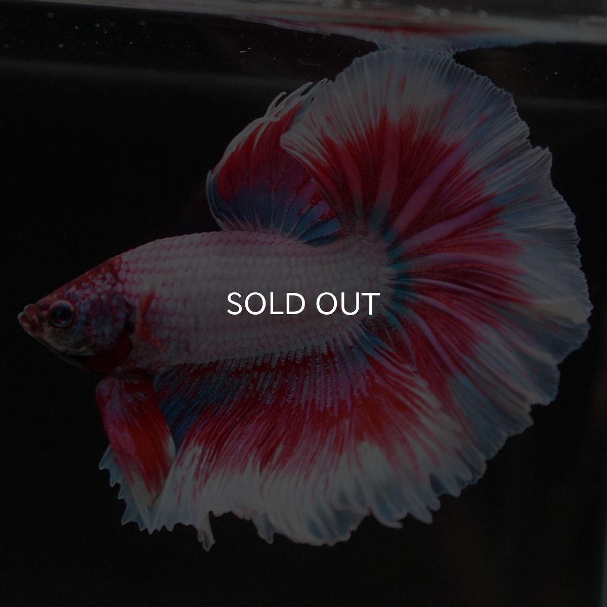 画像10: HM ラベンダーバタフライ (10)