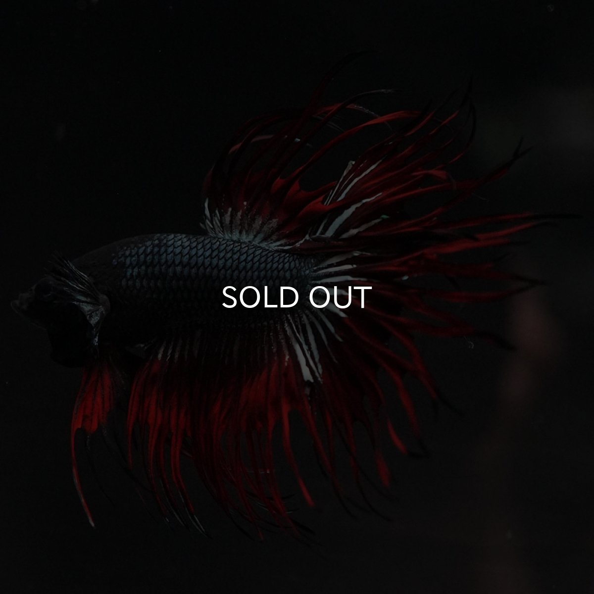 画像6: KCT レッドカッパー (6)