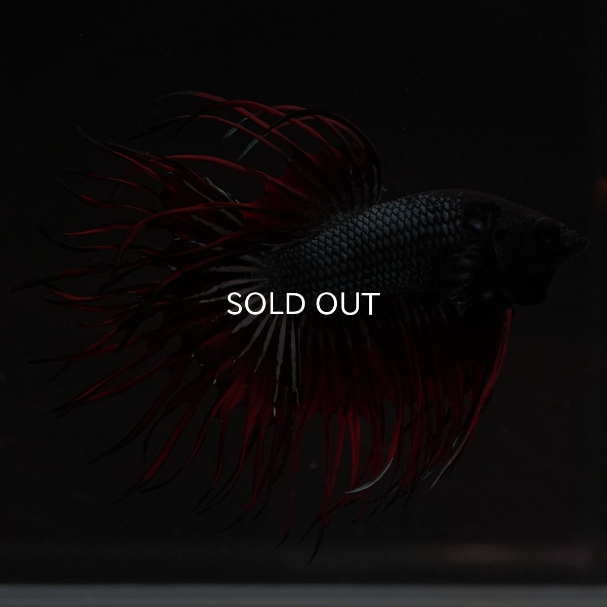 画像3: KCT レッドカッパー (3)