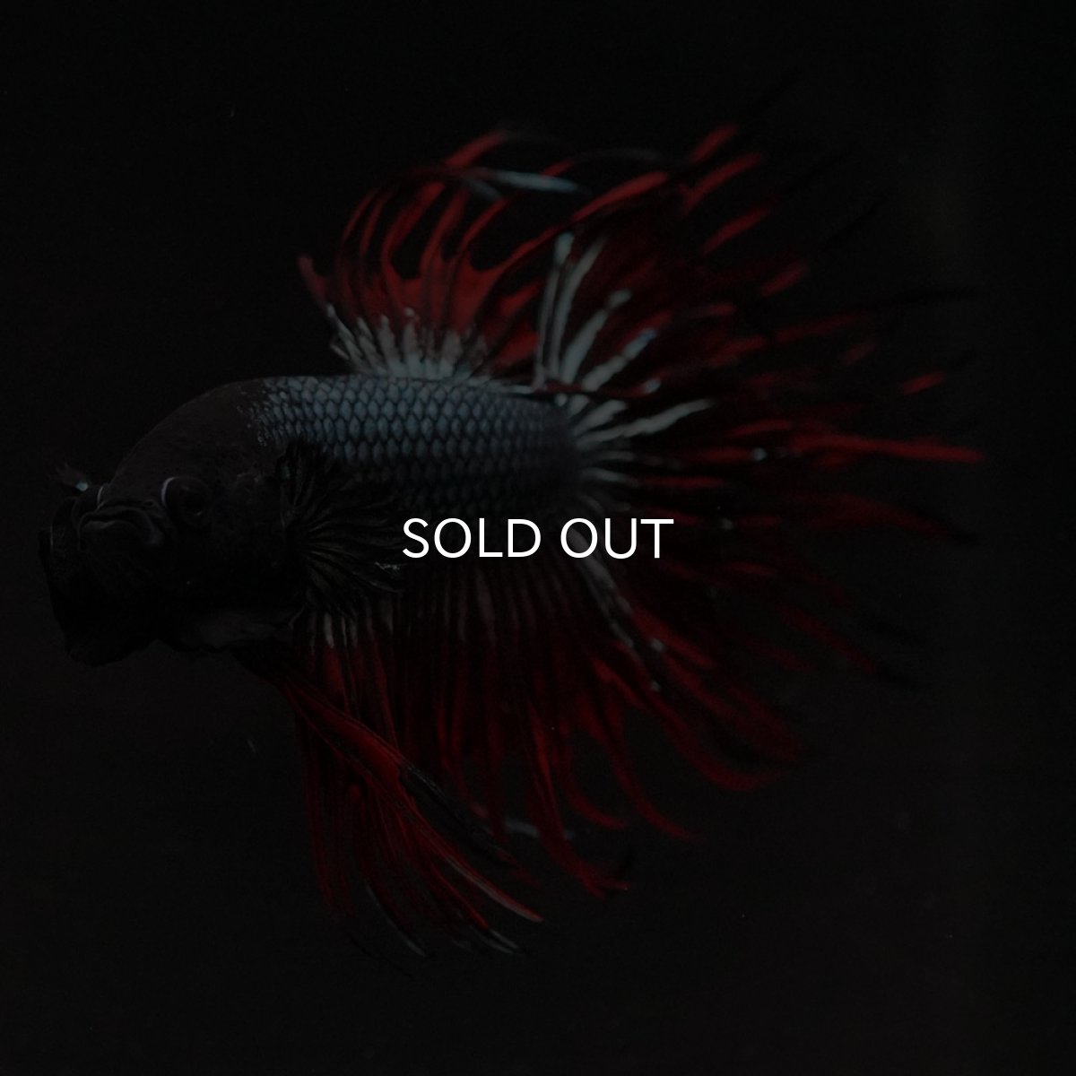 画像4: KCT レッドカッパー (4)