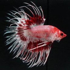 画像4: CT　ファンシーレッド (4)