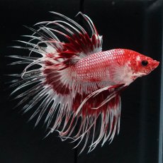画像2: CT　ファンシーレッド (2)