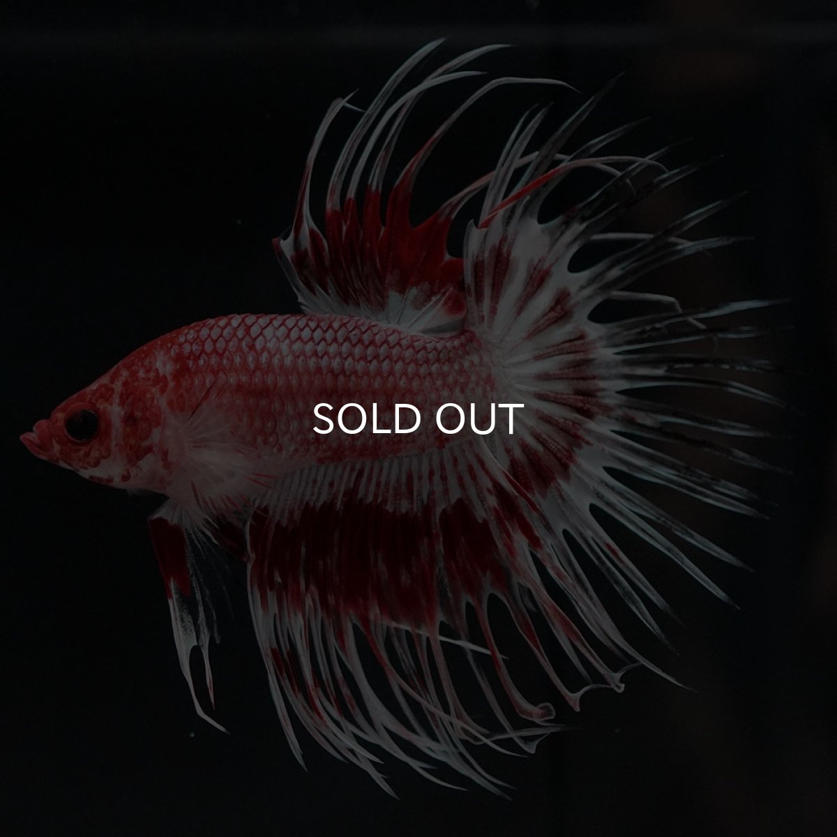 画像6: CT ファンシーレッド (6)