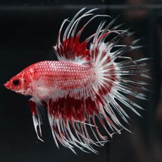 画像6: CT　ファンシーレッド (6)