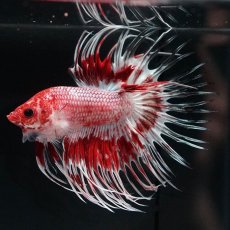 画像5: CT　ファンシーレッド (5)