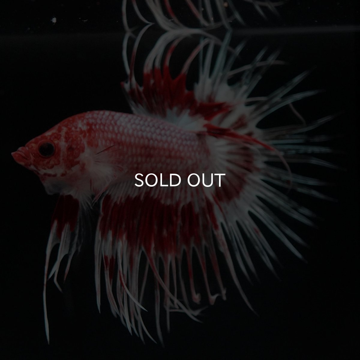 画像3: CT ファンシーレッド (3)