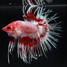 画像3: CT　ファンシーレッド (3)
