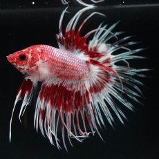 画像1: CT　ファンシーレッド (1)