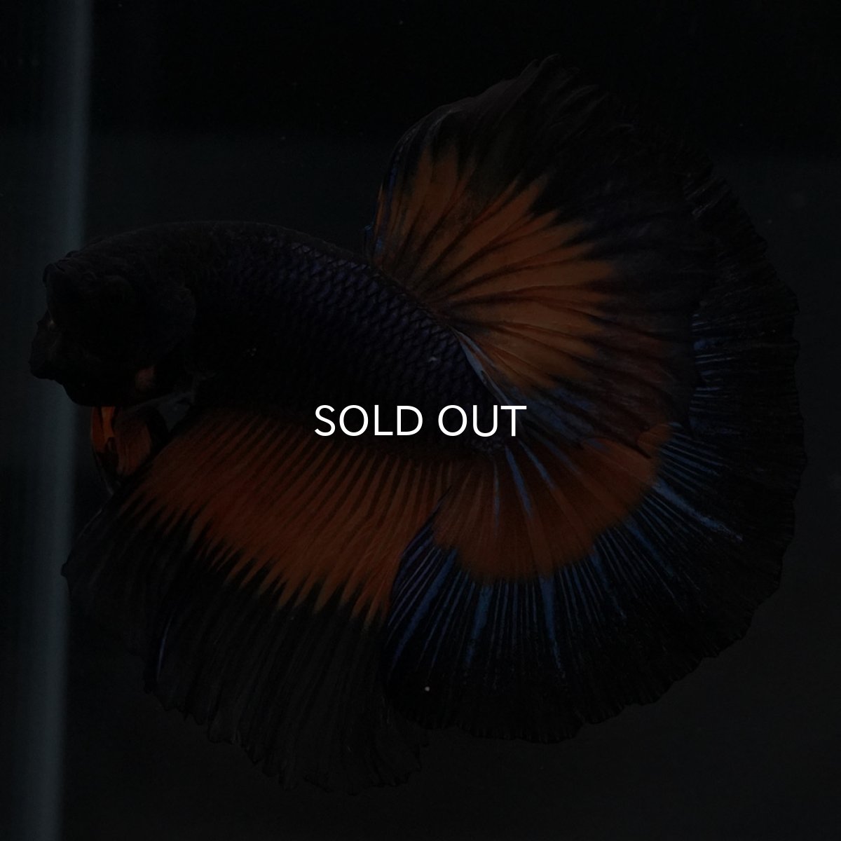 画像2: HM ブラックマスタード (2)