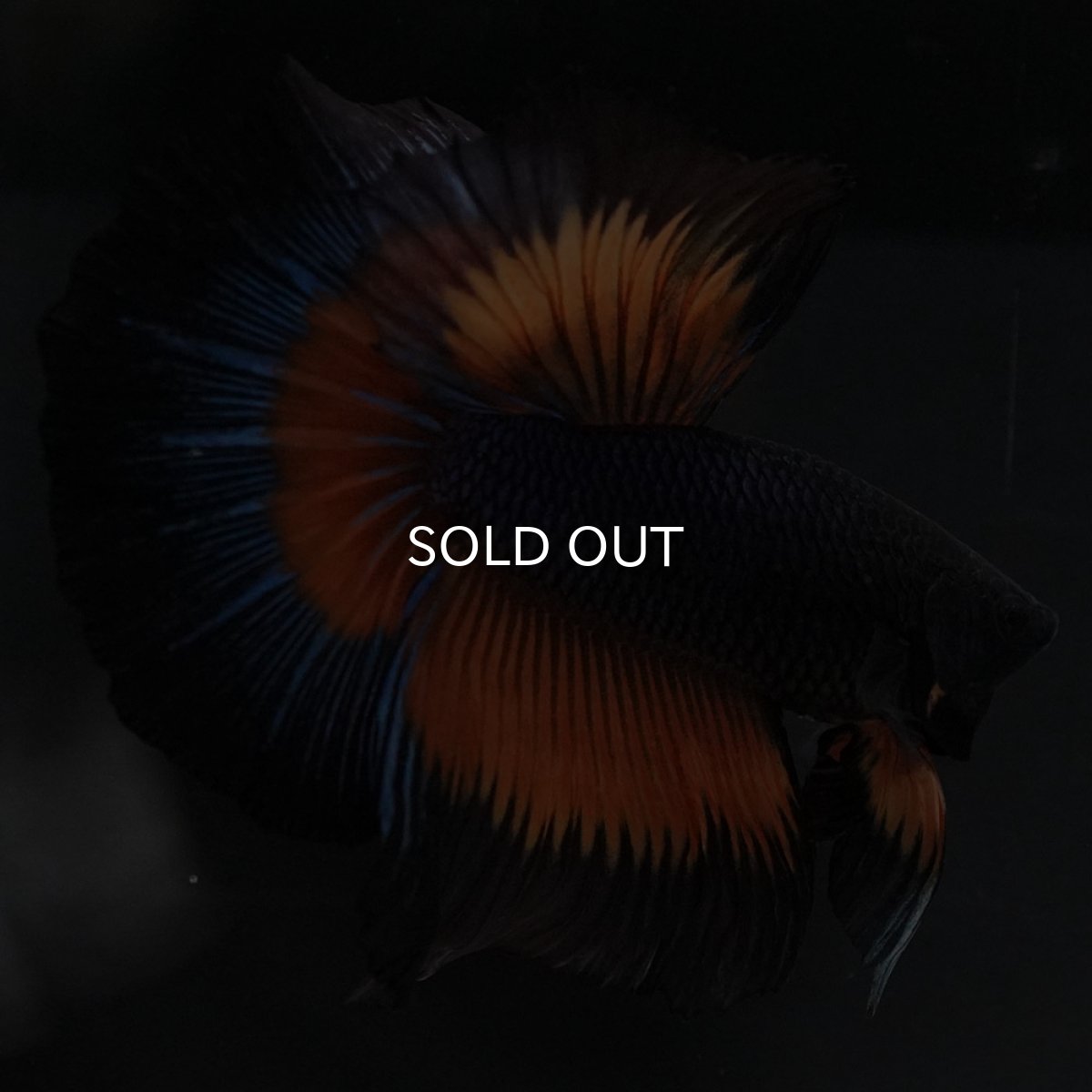 画像7: HM ブラックマスタード (7)