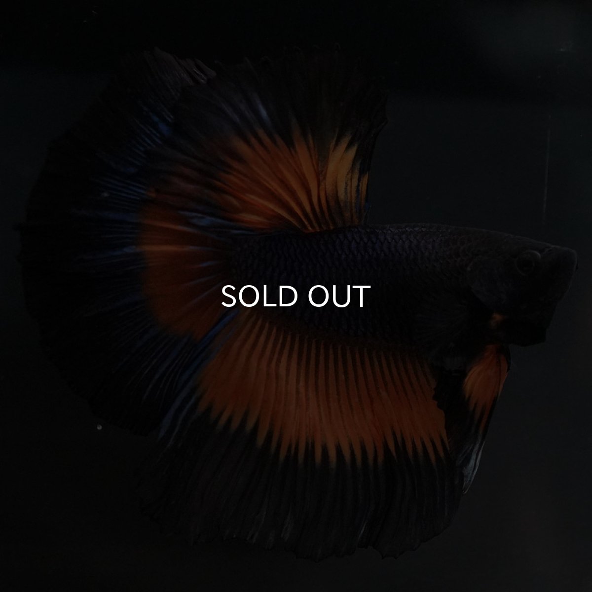 画像5: HM ブラックマスタード (5)