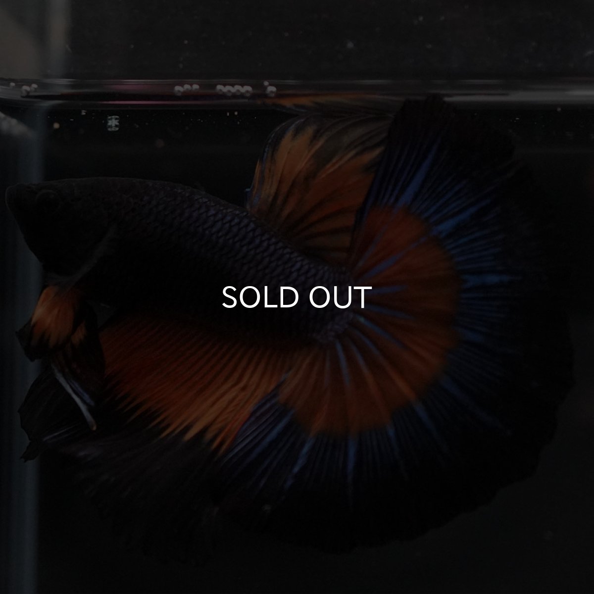 画像4: HM ブラックマスタード (4)