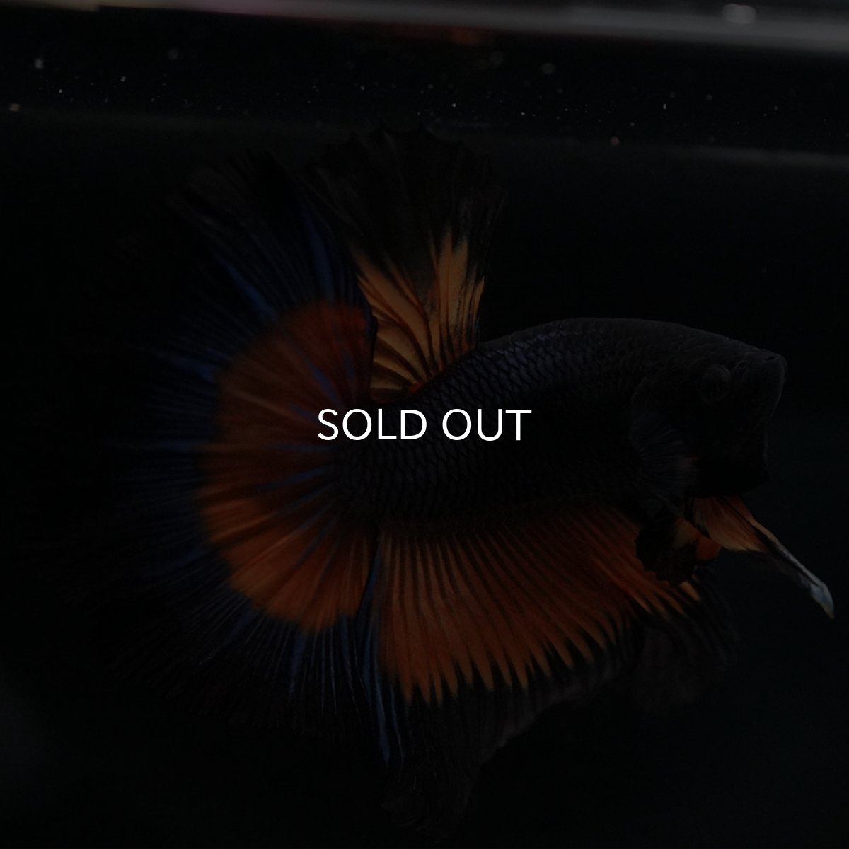 画像3: HM ブラックマスタード (3)