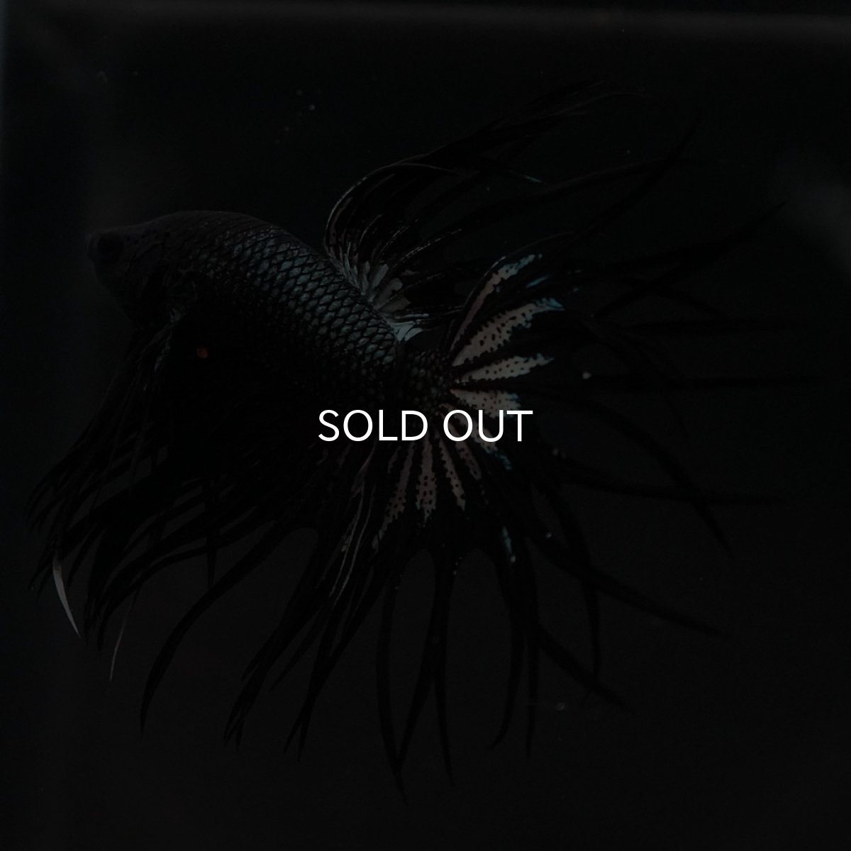 画像7: KCT ブラックカッパー (7)