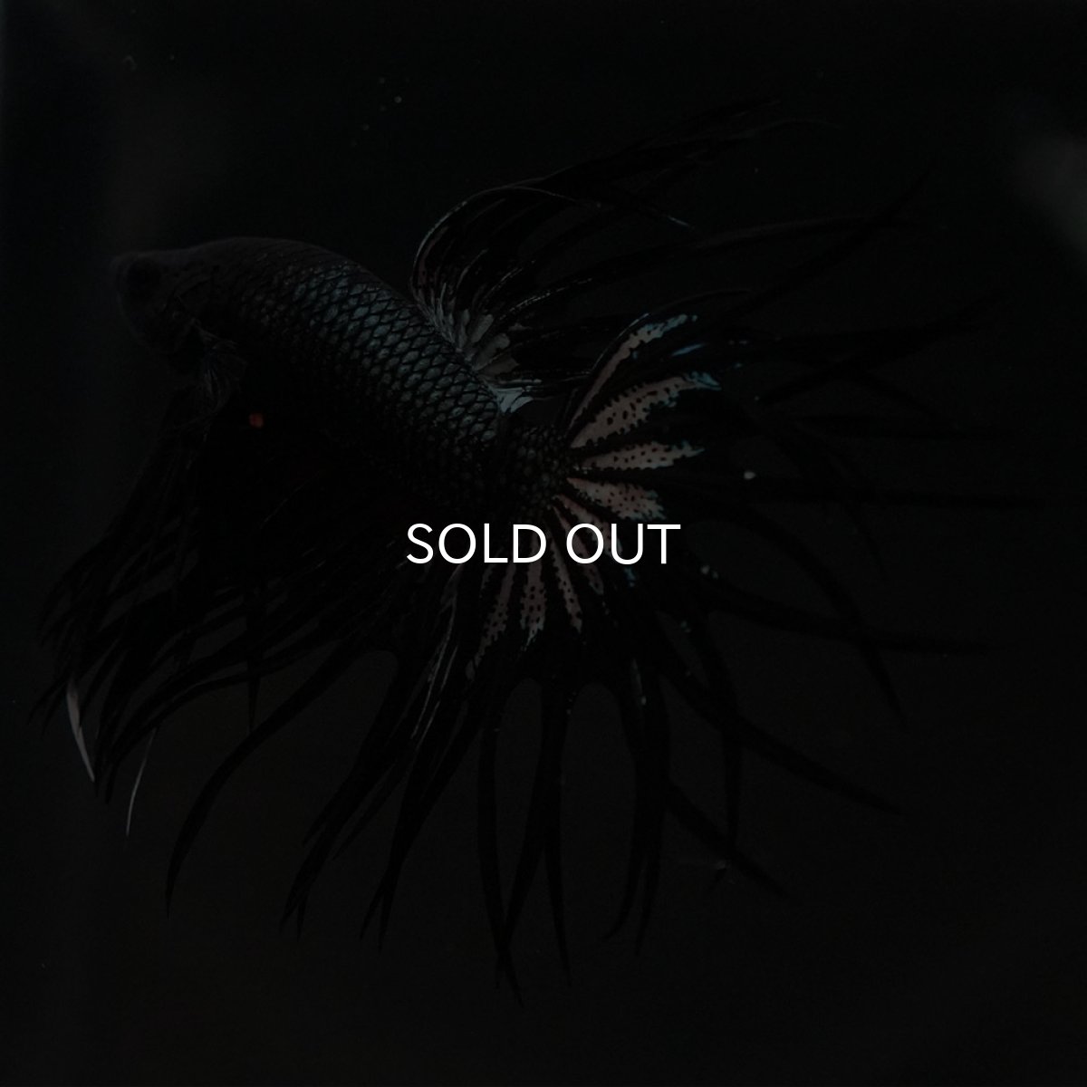 画像4: KCT ブラックカッパー (4)