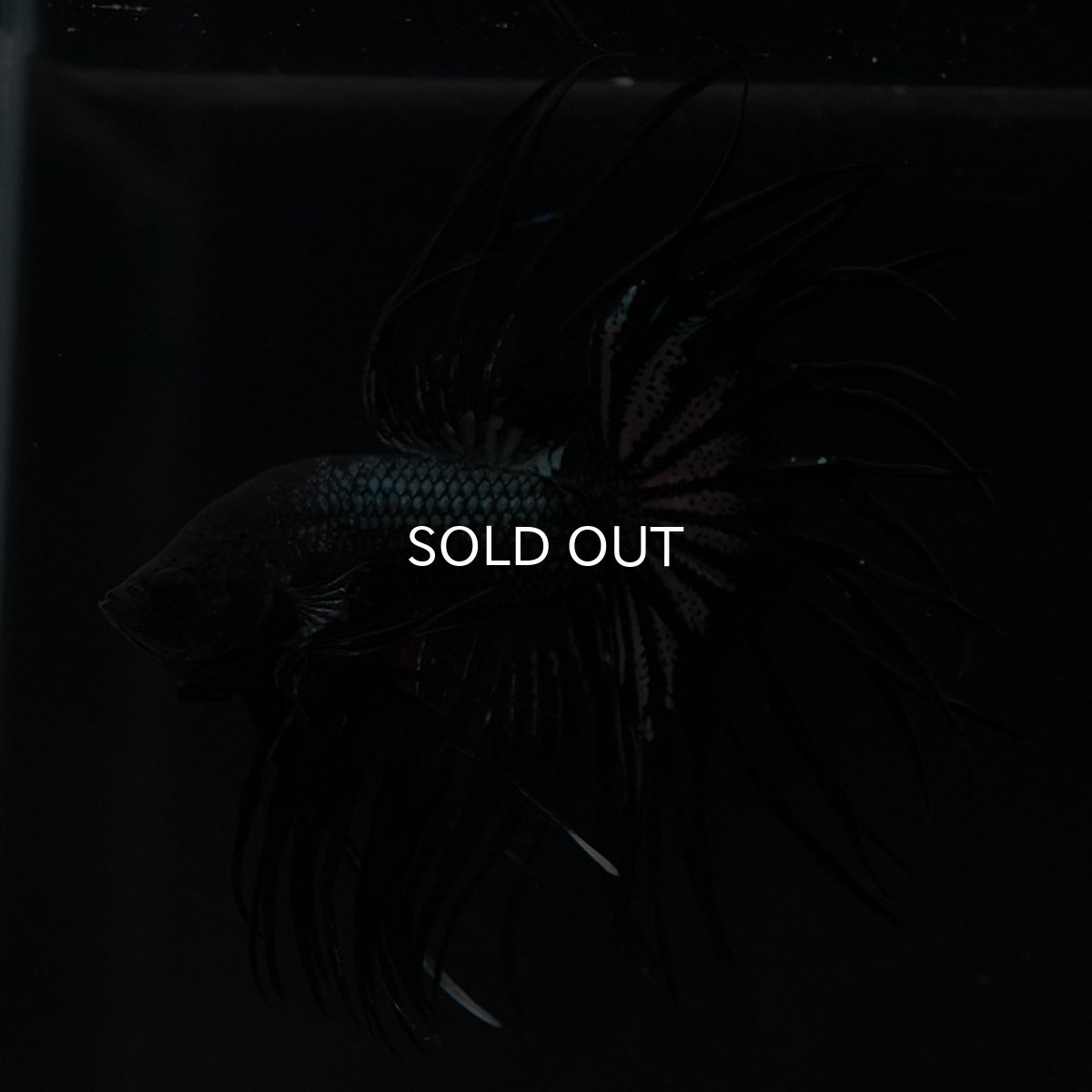 画像11: KCT ブラックカッパー (11)