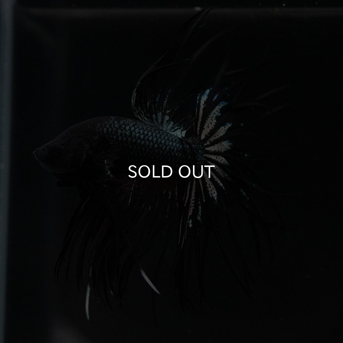 画像10: KCT ブラックカッパー (10)