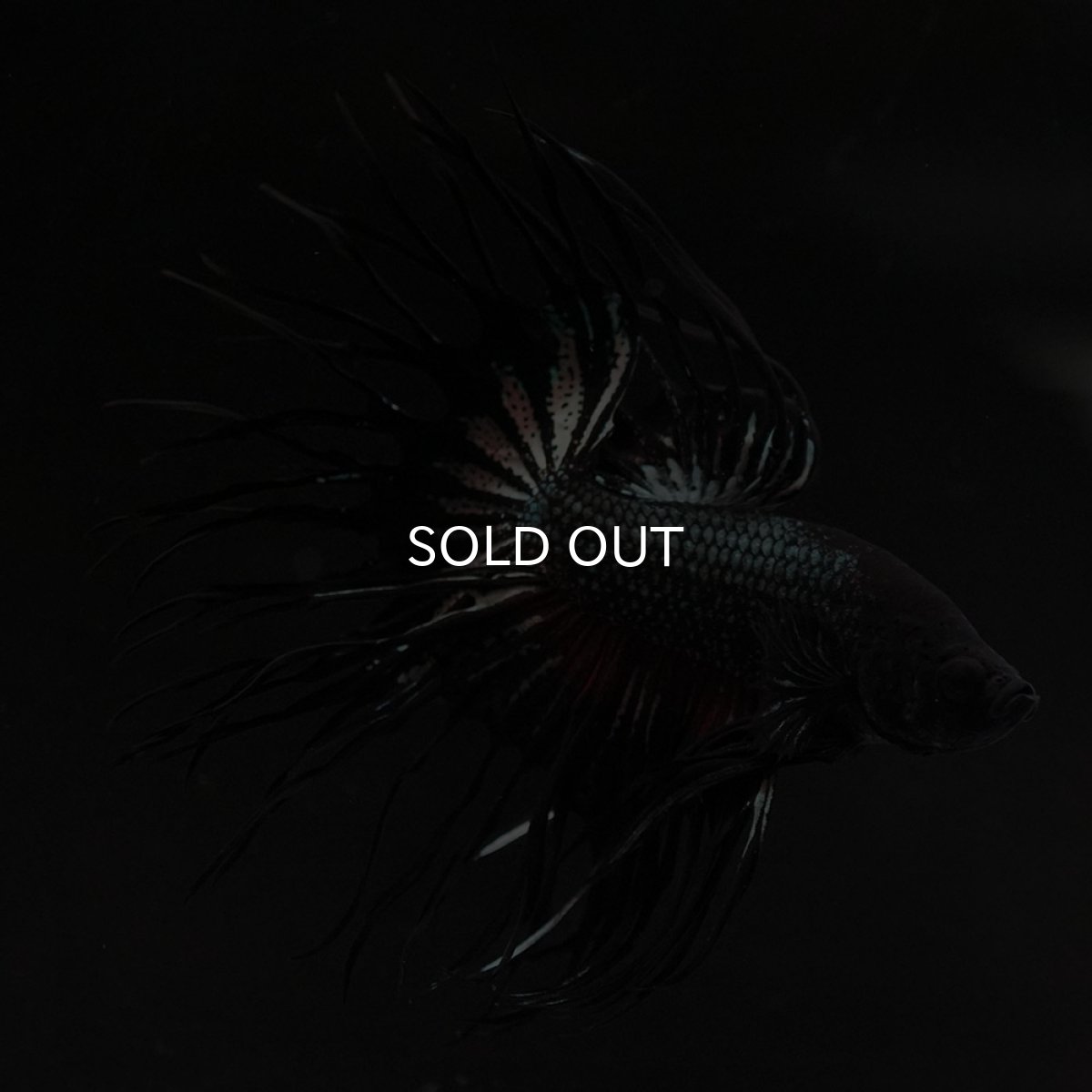 画像8: KCT ブラックカッパー (8)