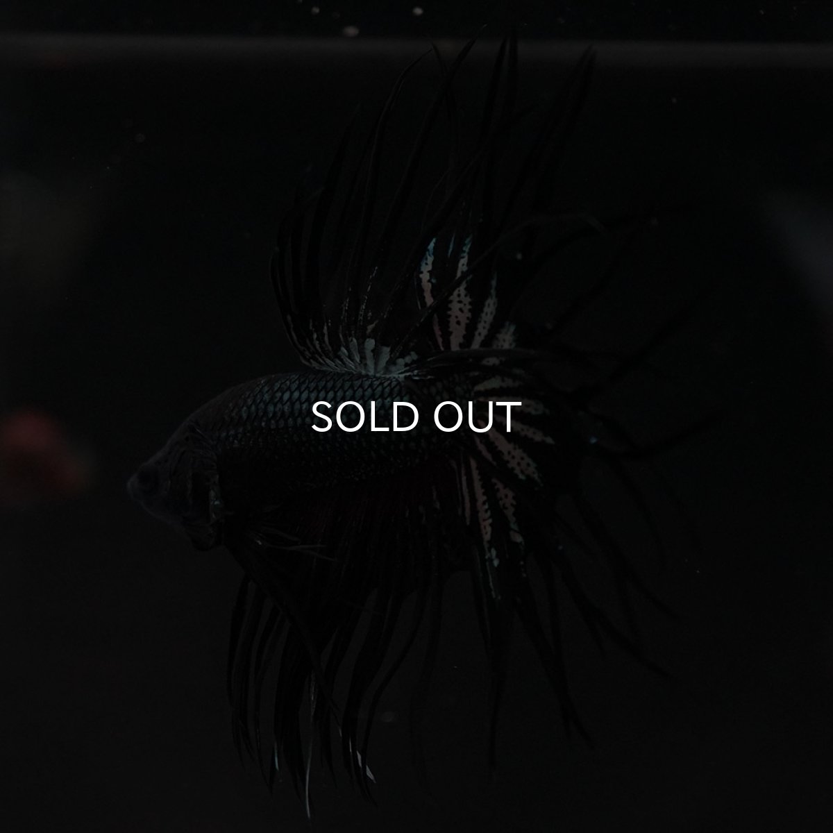 画像9: KCT ブラックカッパー (9)