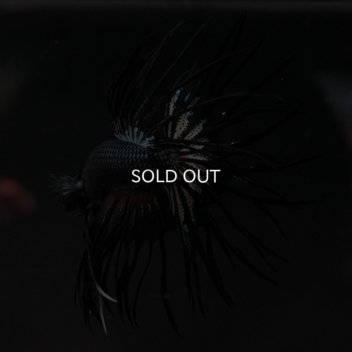 画像6: KCT ブラックカッパー (6)