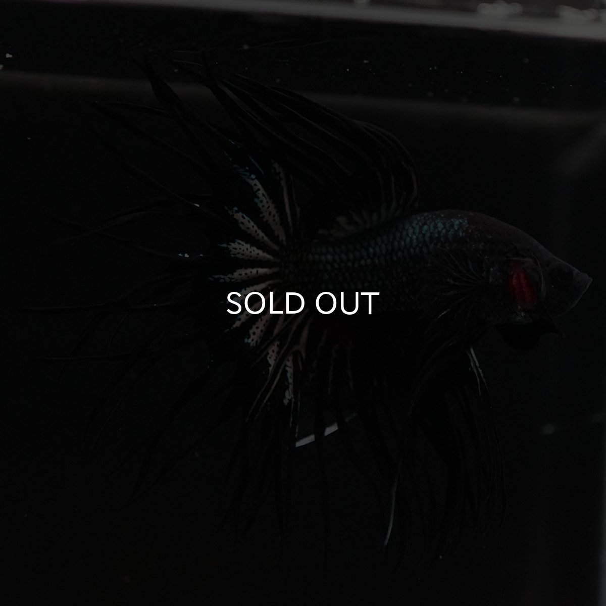 画像3: KCT ブラックカッパー (3)