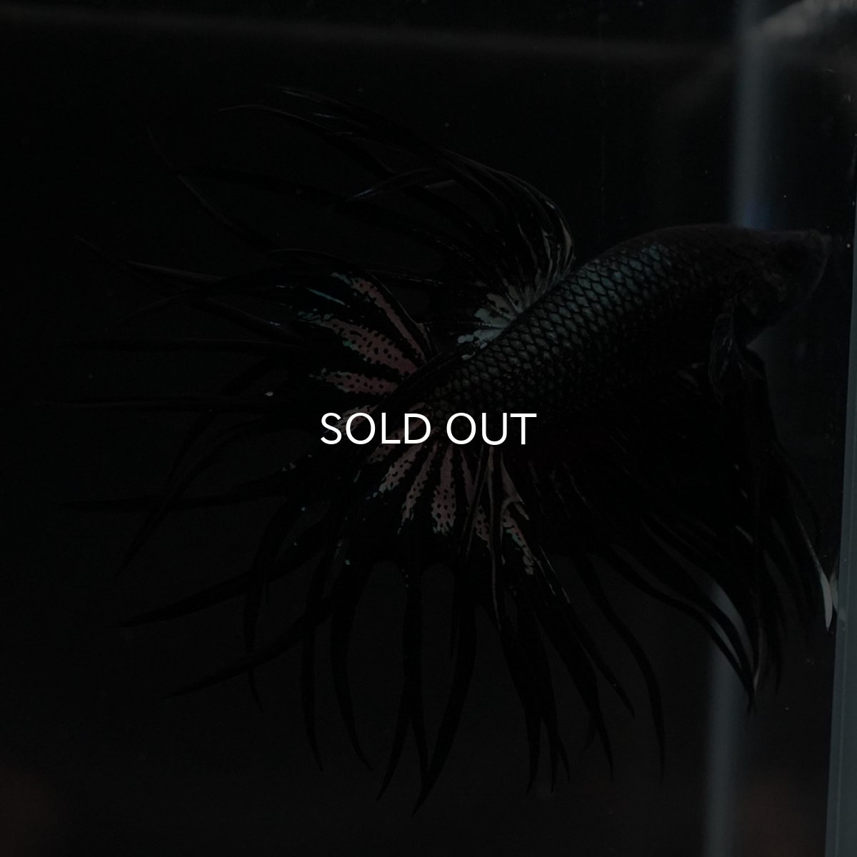 画像5: KCT ブラックカッパー (5)