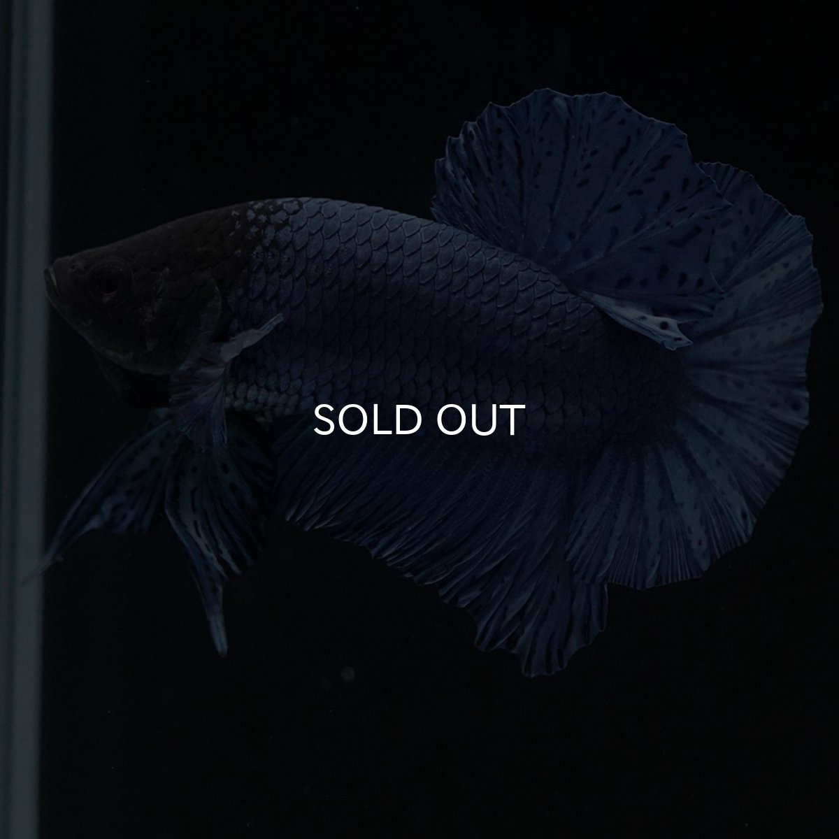 画像9: HMPK ソリッドブルー (9)