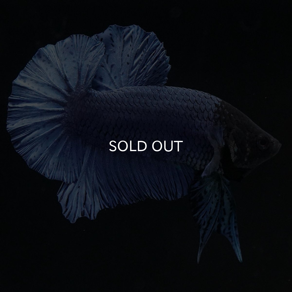 画像6: HMPK ソリッドブルー (6)