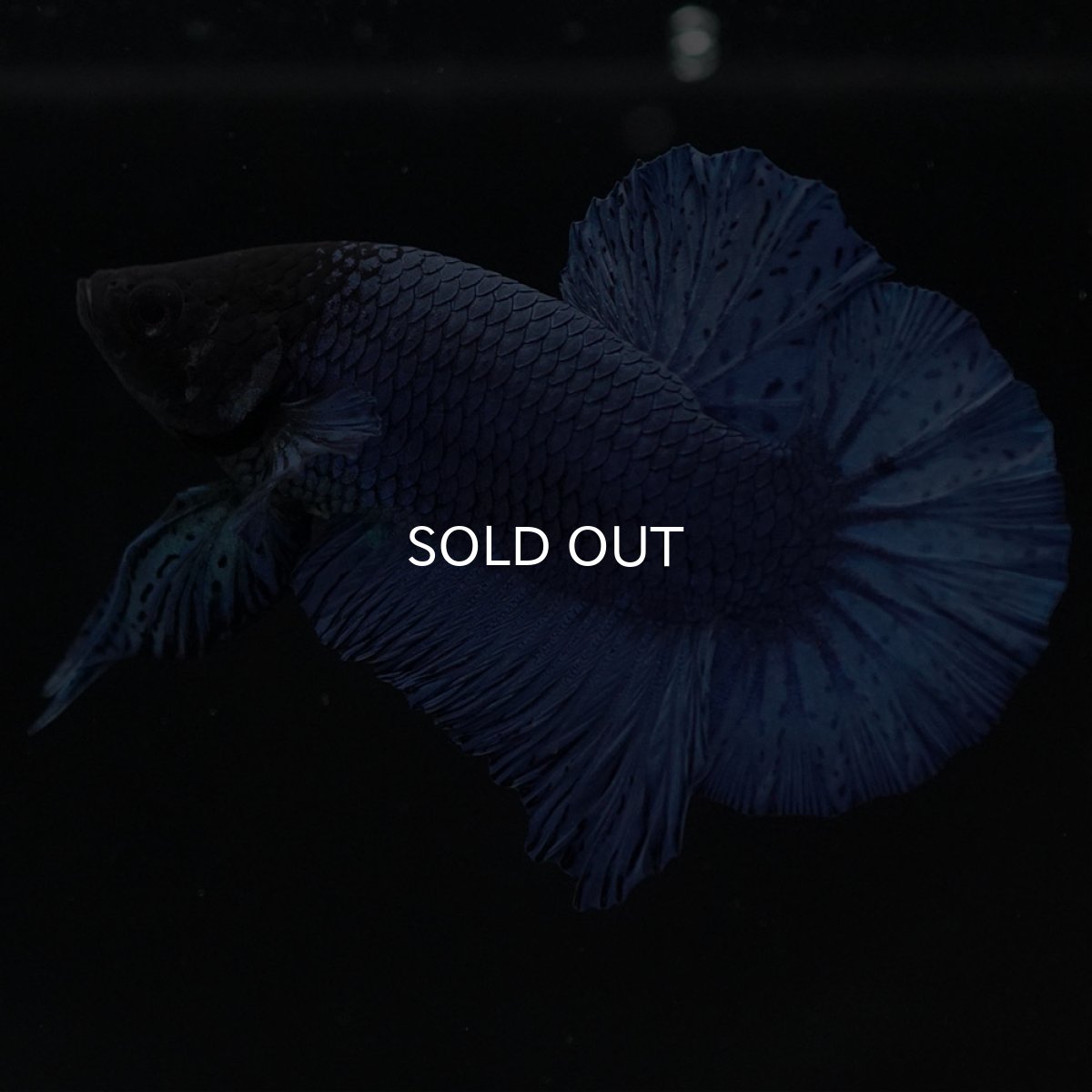 画像8: HMPK ソリッドブルー (8)