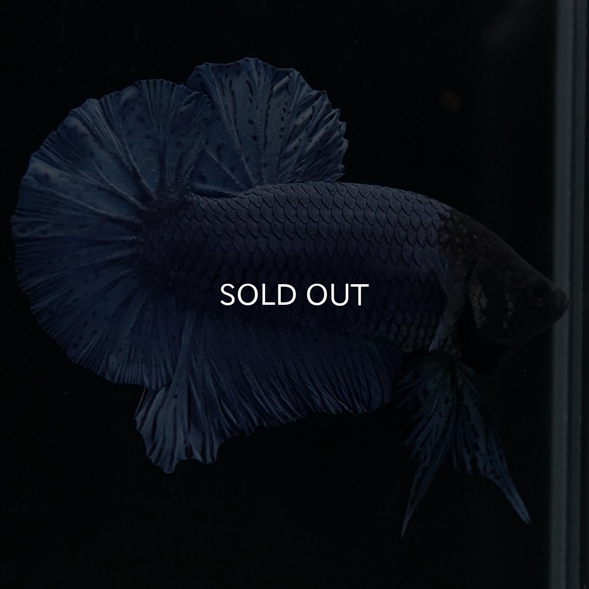 画像4: HMPK ソリッドブルー (4)