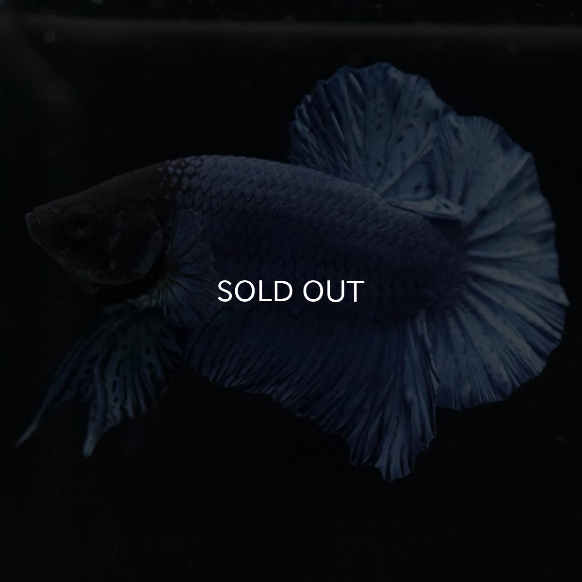 画像7: HMPK ソリッドブルー (7)