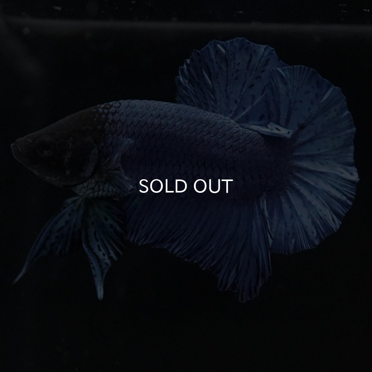 画像5: HMPK ソリッドブルー (5)