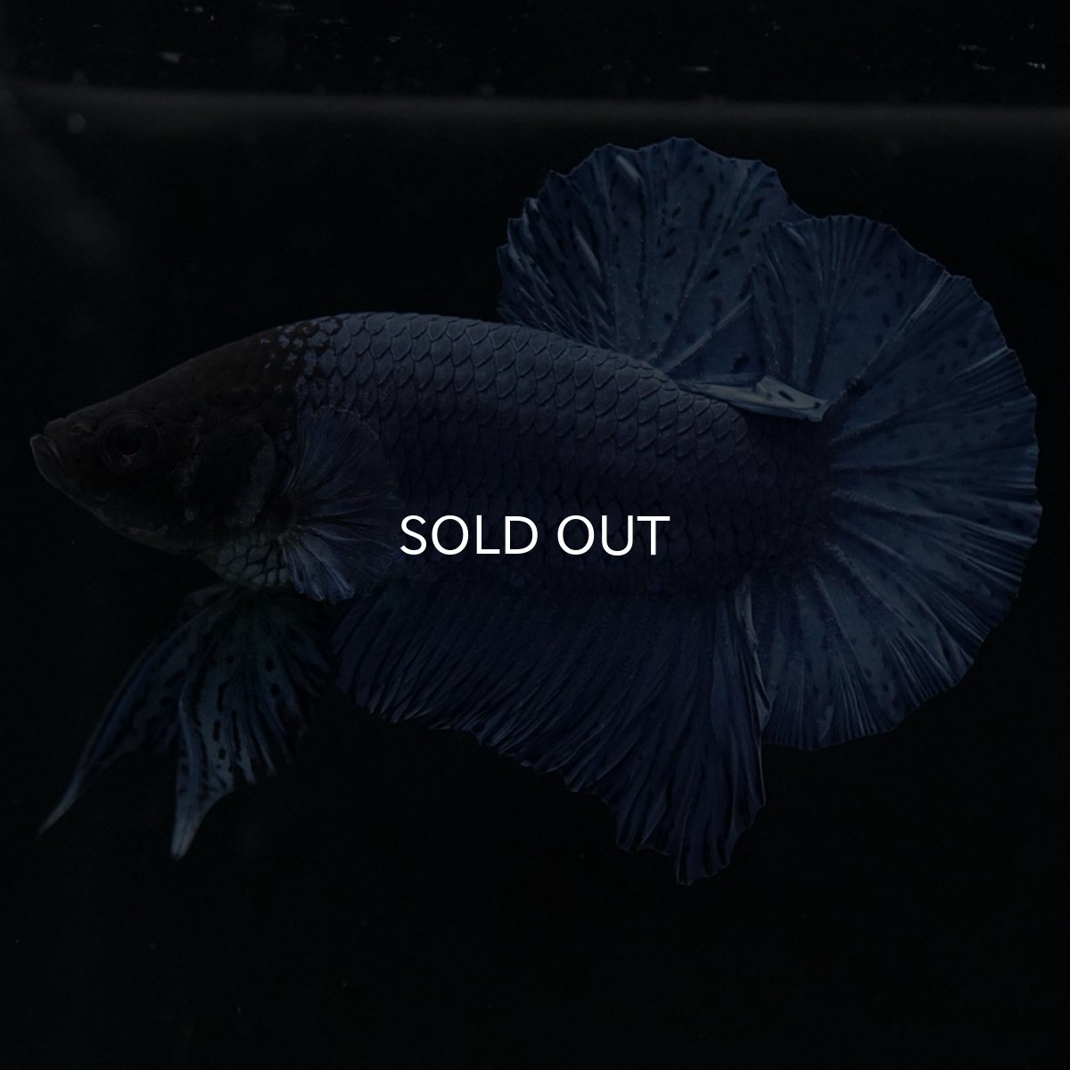 画像3: HMPK ソリッドブルー (3)