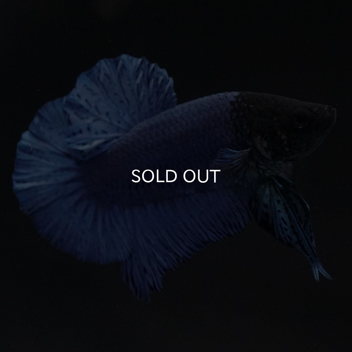 画像2: HMPK ソリッドブルー (2)