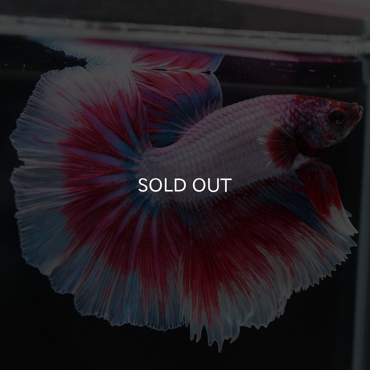 画像13: HM ラベンダーバタフライ (13)