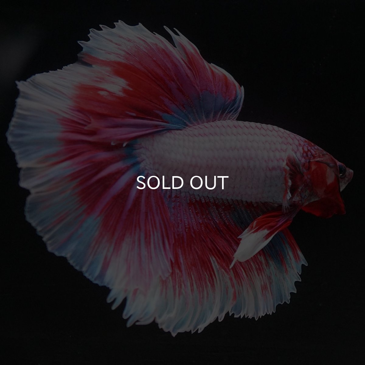 画像11: HM ラベンダーバタフライ (11)