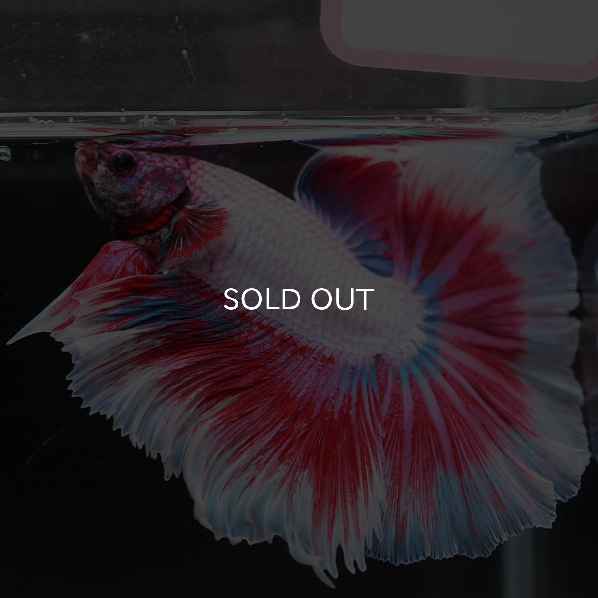 画像12: HM ラベンダーバタフライ (12)