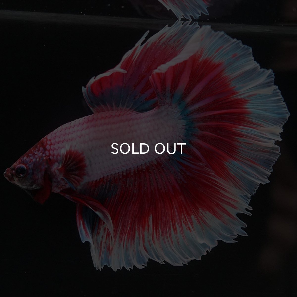 画像8: HM ラベンダーバタフライ (8)