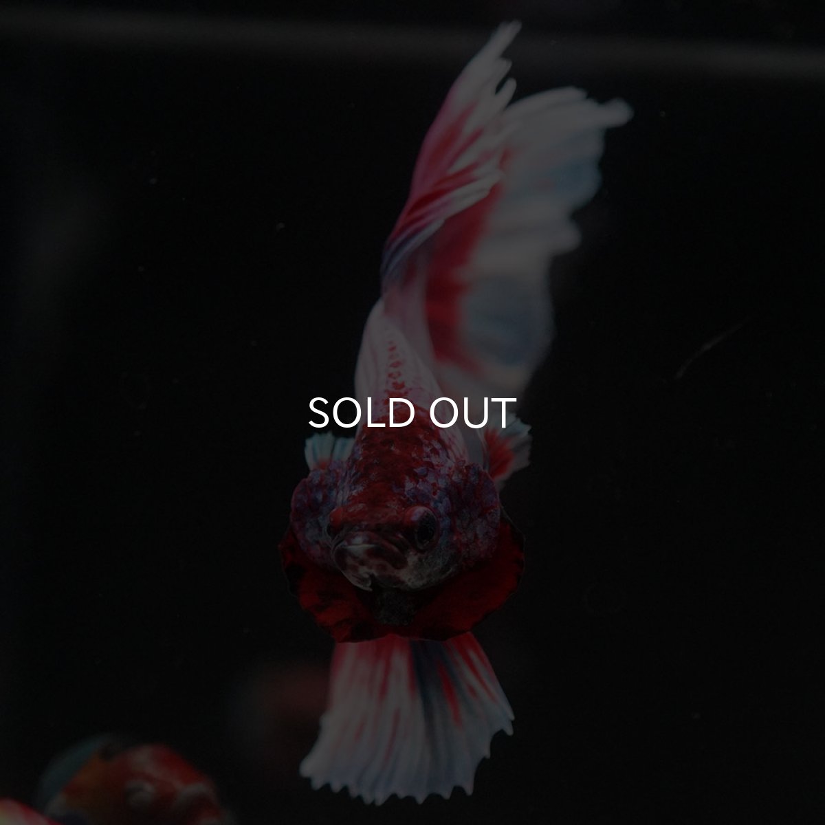 画像3: HM ラベンダーバタフライ (3)