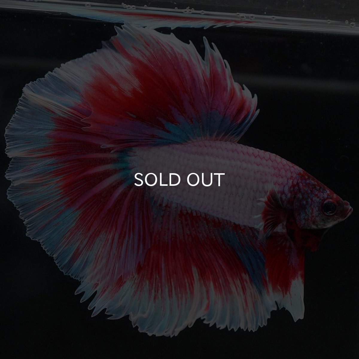 画像7: HM ラベンダーバタフライ (7)