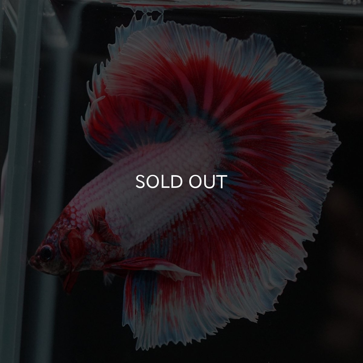 画像6: HM ラベンダーバタフライ (6)