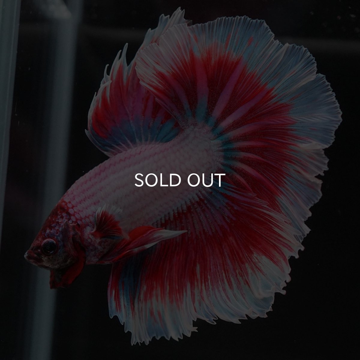 画像2: HM ラベンダーバタフライ (2)