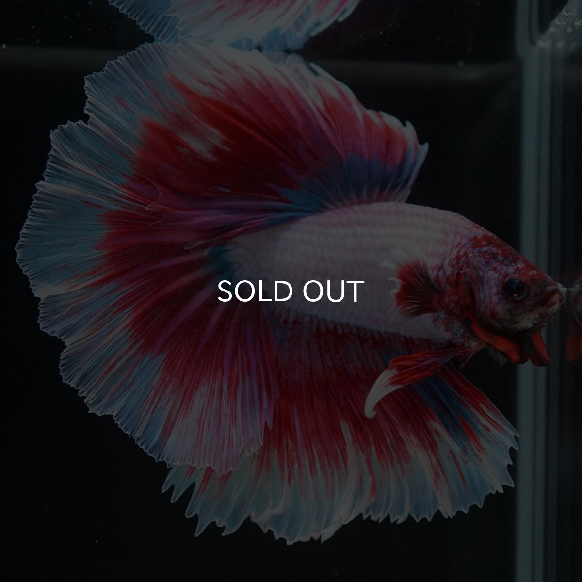 画像5: HM ラベンダーバタフライ (5)