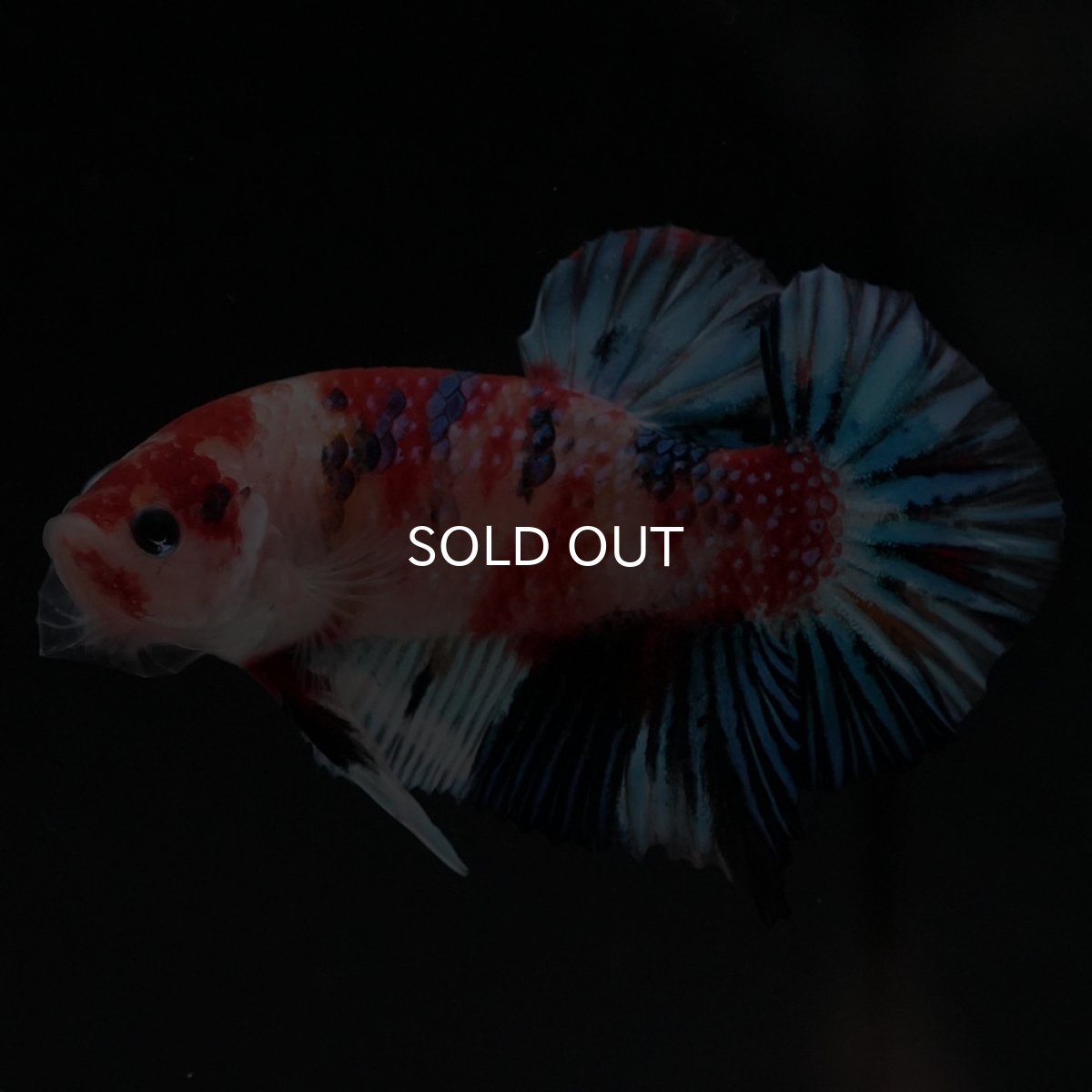 画像6: HMPK 鯉ファンシー (6)