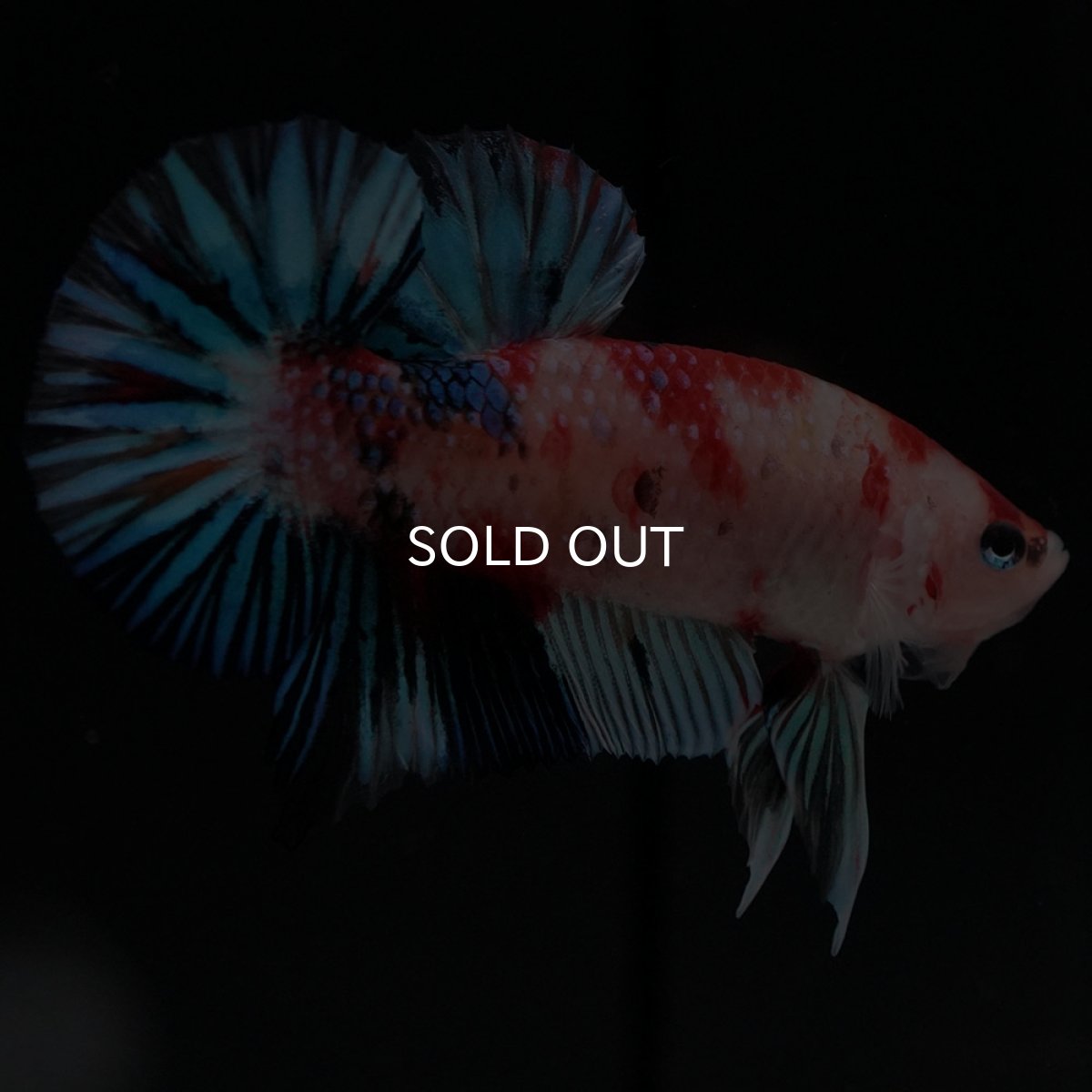 画像2: HMPK 鯉ファンシー (2)