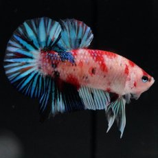 画像2: HMPK　鯉ファンシー (2)