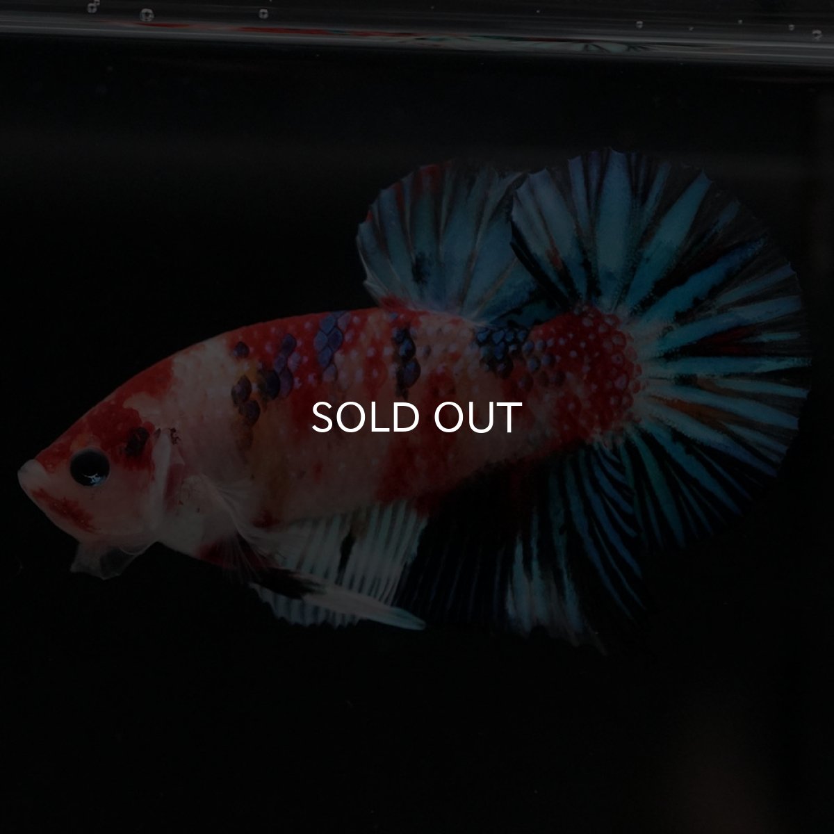 画像5: HMPK 鯉ファンシー (5)