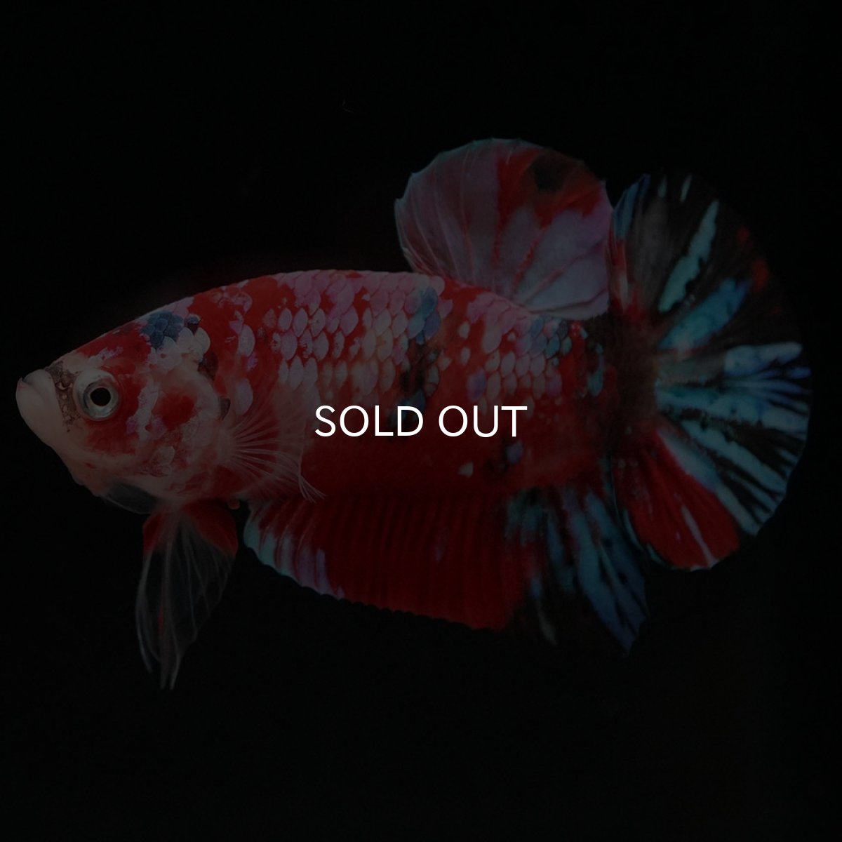 画像2: HMPK　キャンディギャラクシー (2)