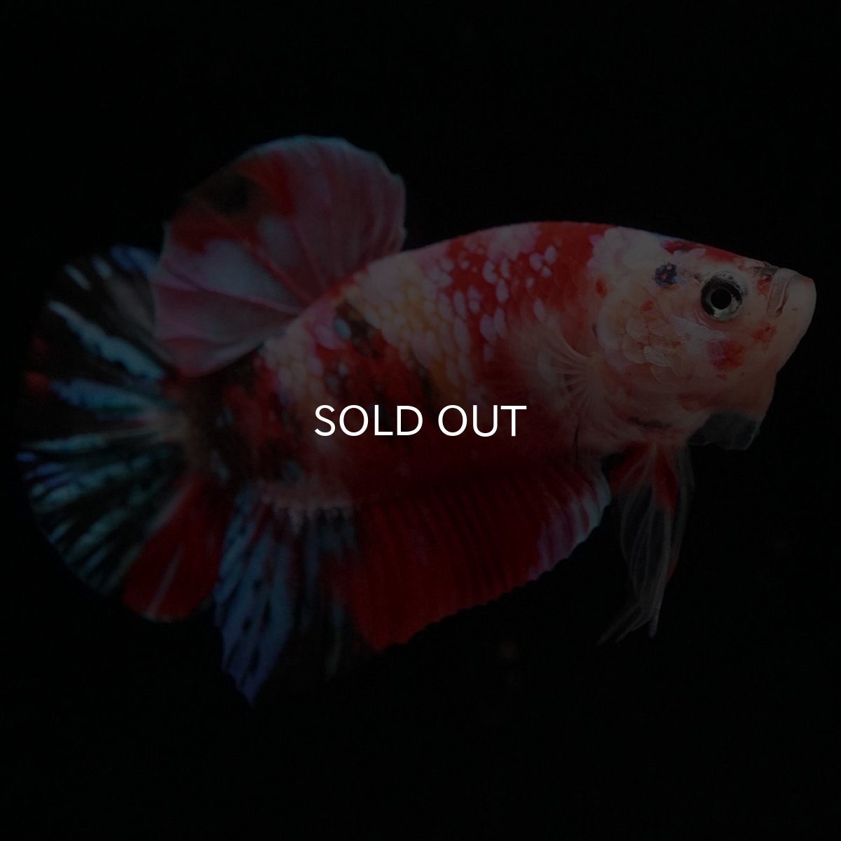 画像6: HMPK　キャンディギャラクシー (6)